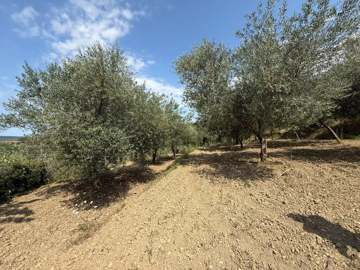 Land In Grožnjan, Croatia (450 M²)