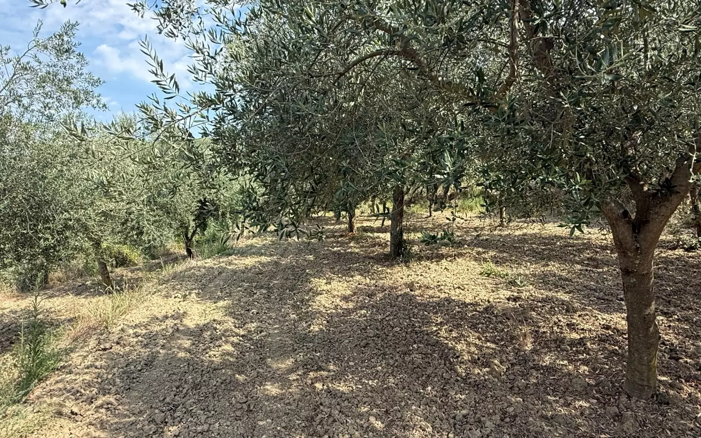 Land In Grožnjan, Croatia (450 M²)