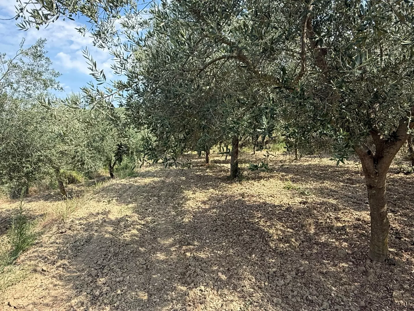 Land In Grožnjan, Croatia (450 M²)