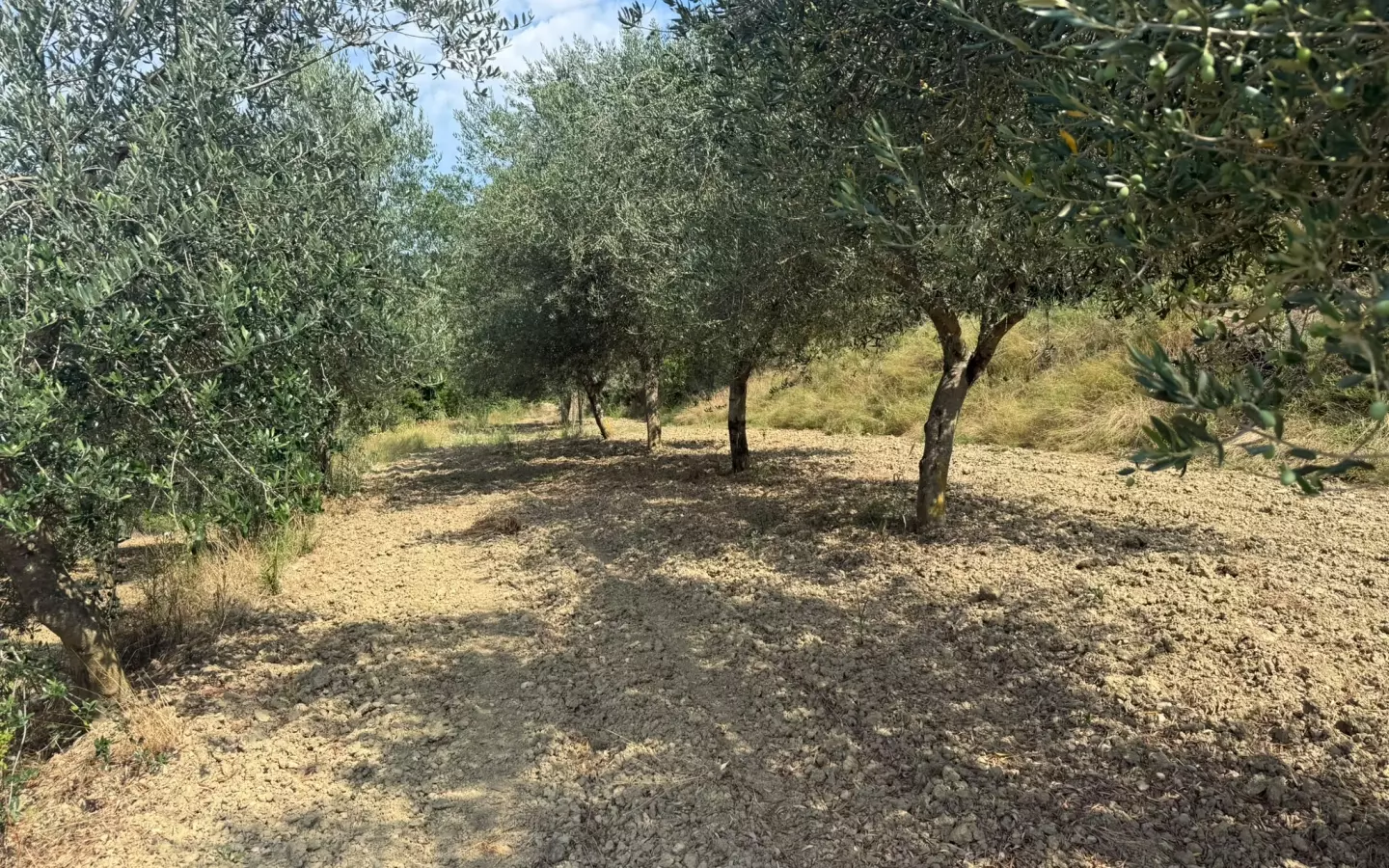 Land In Grožnjan, Croatia (622 M²)