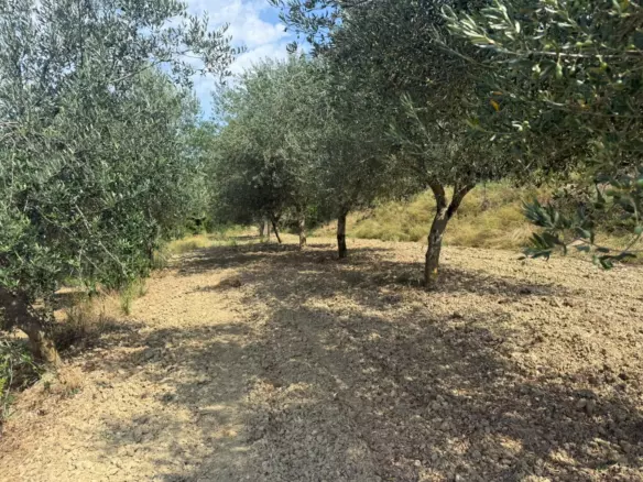 Land In Grožnjan, Croatia (622 M²)