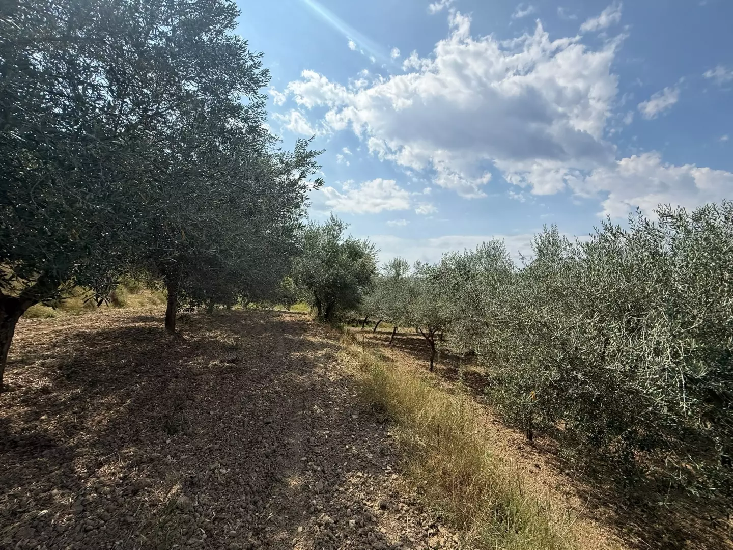 Land In Grožnjan, Croatia (622 M²)