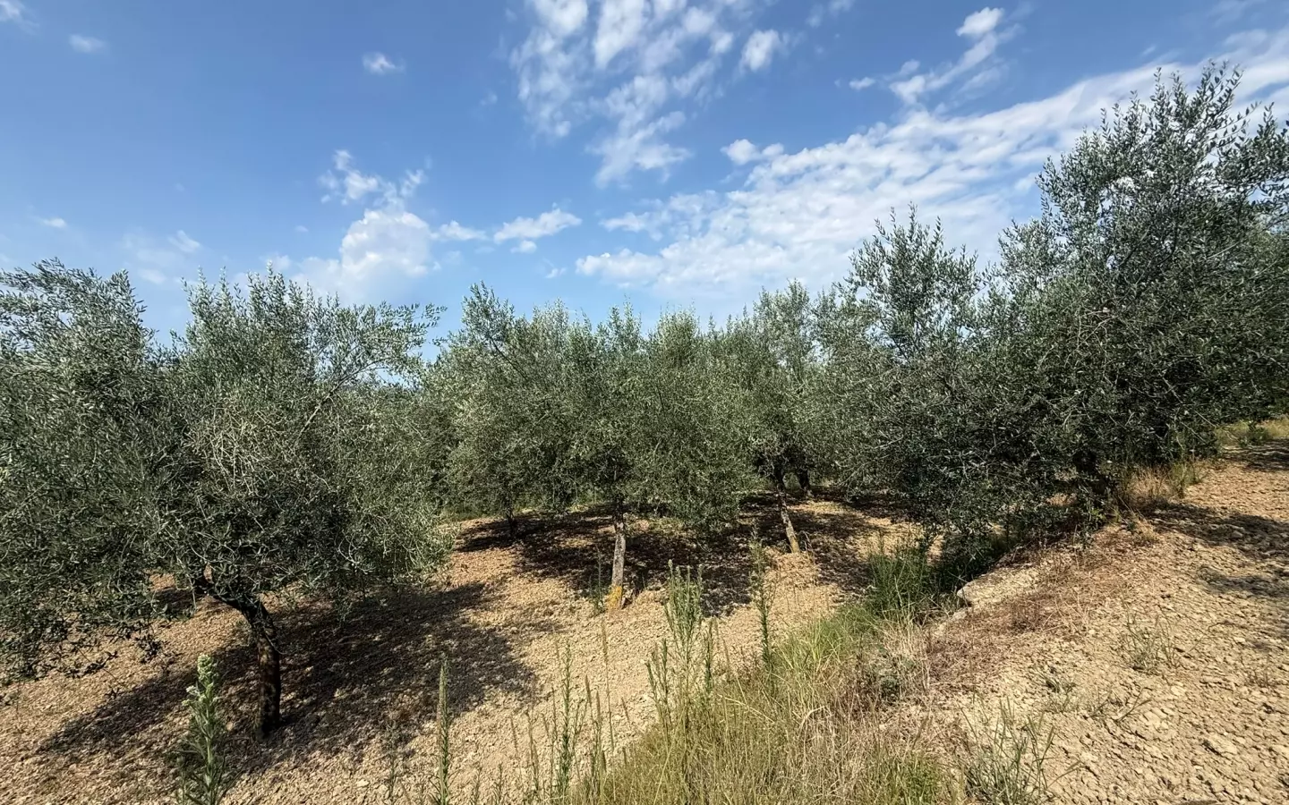 Land In Grožnjan, Croatia (622 M²)