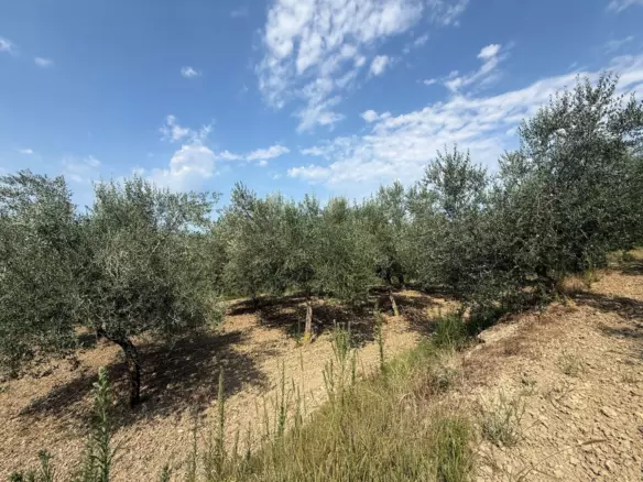 Land In Grožnjan, Croatia (622 M²)