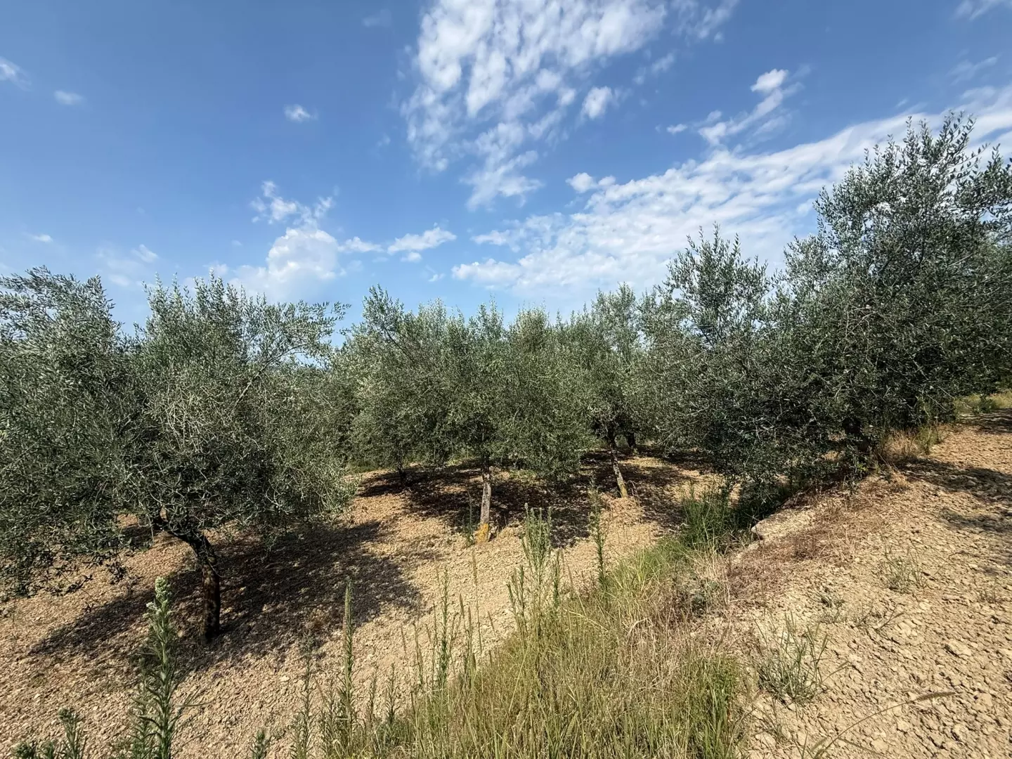 Land In Grožnjan, Croatia (622 M²)