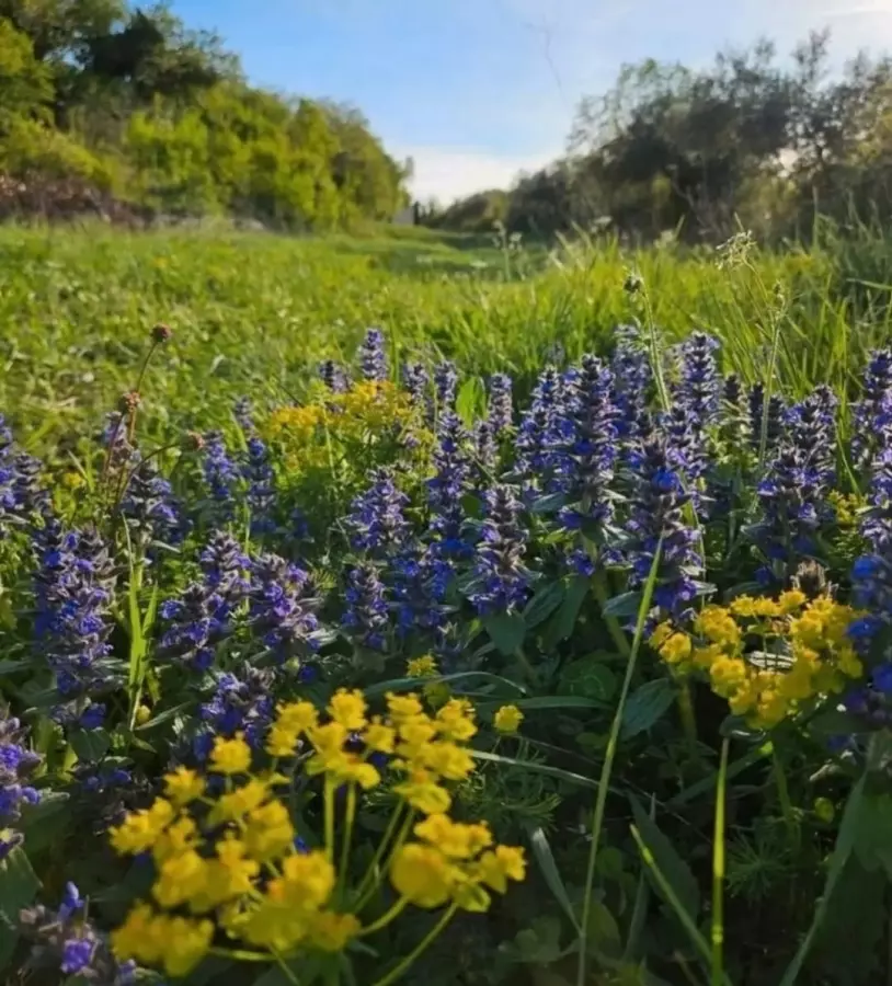 Land In Rakalj, Croatia (3.382 M²)