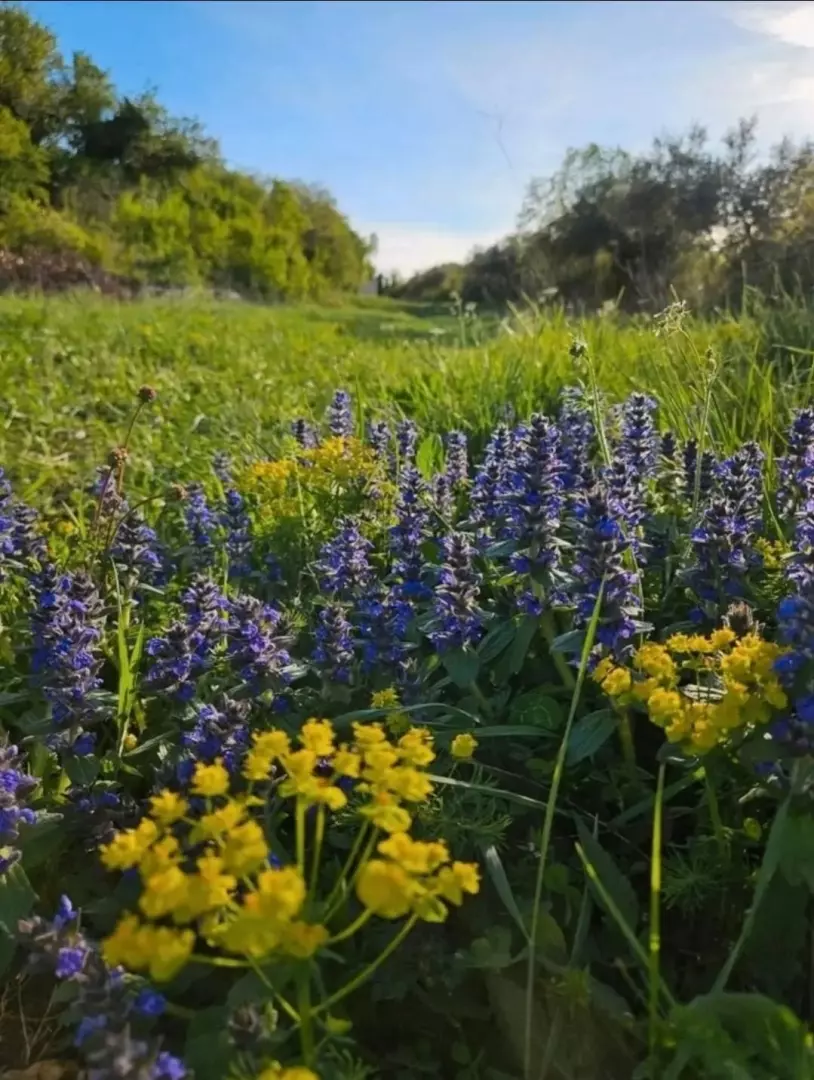 Land In Rakalj, Croatia (3.382 M²)