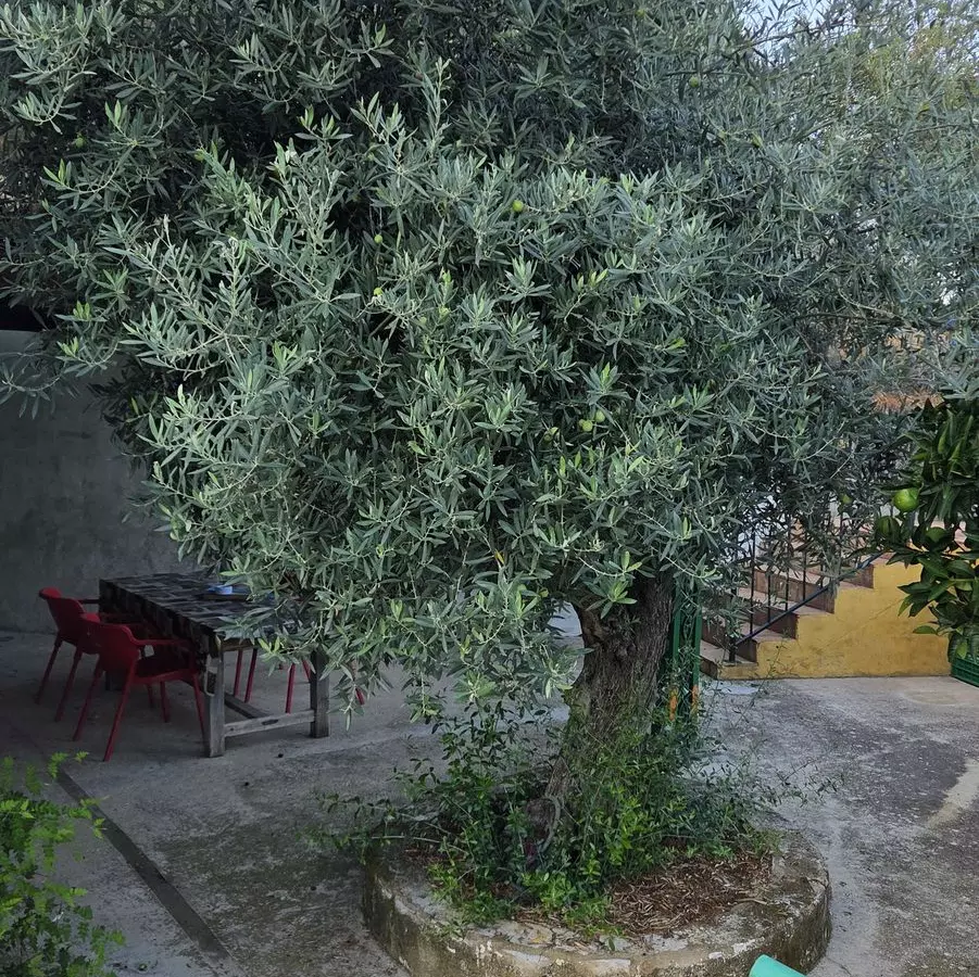 4-bedroom Country House In Ojen, Spain (120 M²)