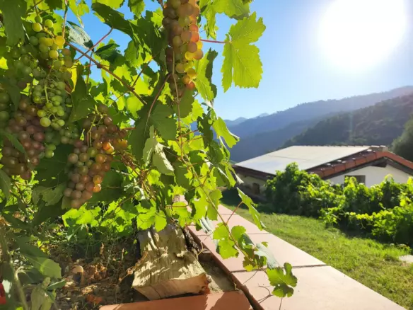 3-bedroom Country House In Genalguacil, Spain (3.142 M²)