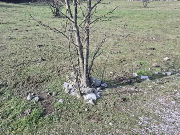Land In Soboli, Croatia (650 M²)