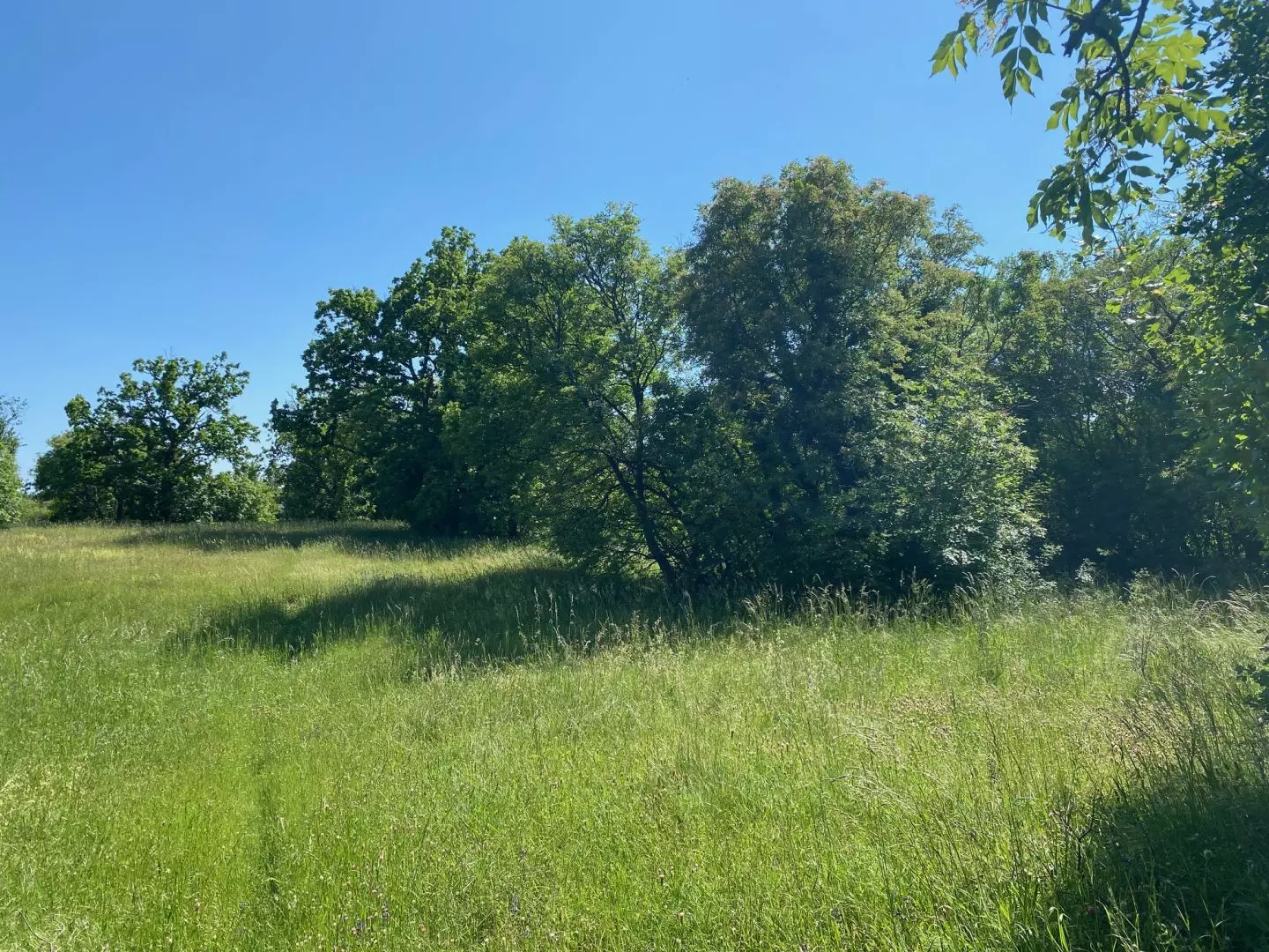 Land In Cernik, Croatia (4.210 M²)