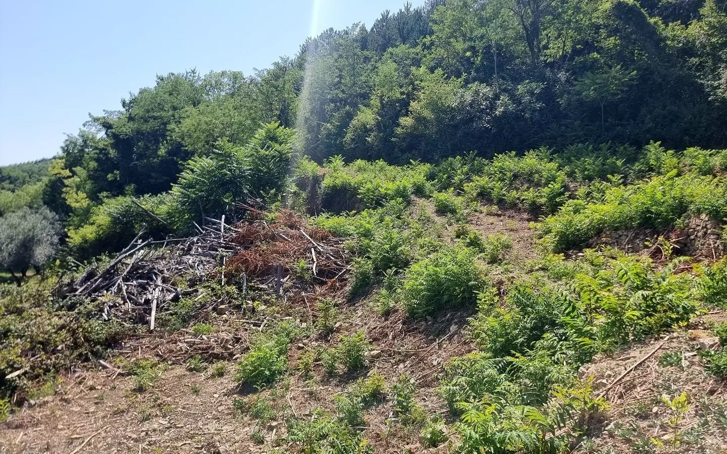 Land In Grožnjan, Croatia (7.658 M²)