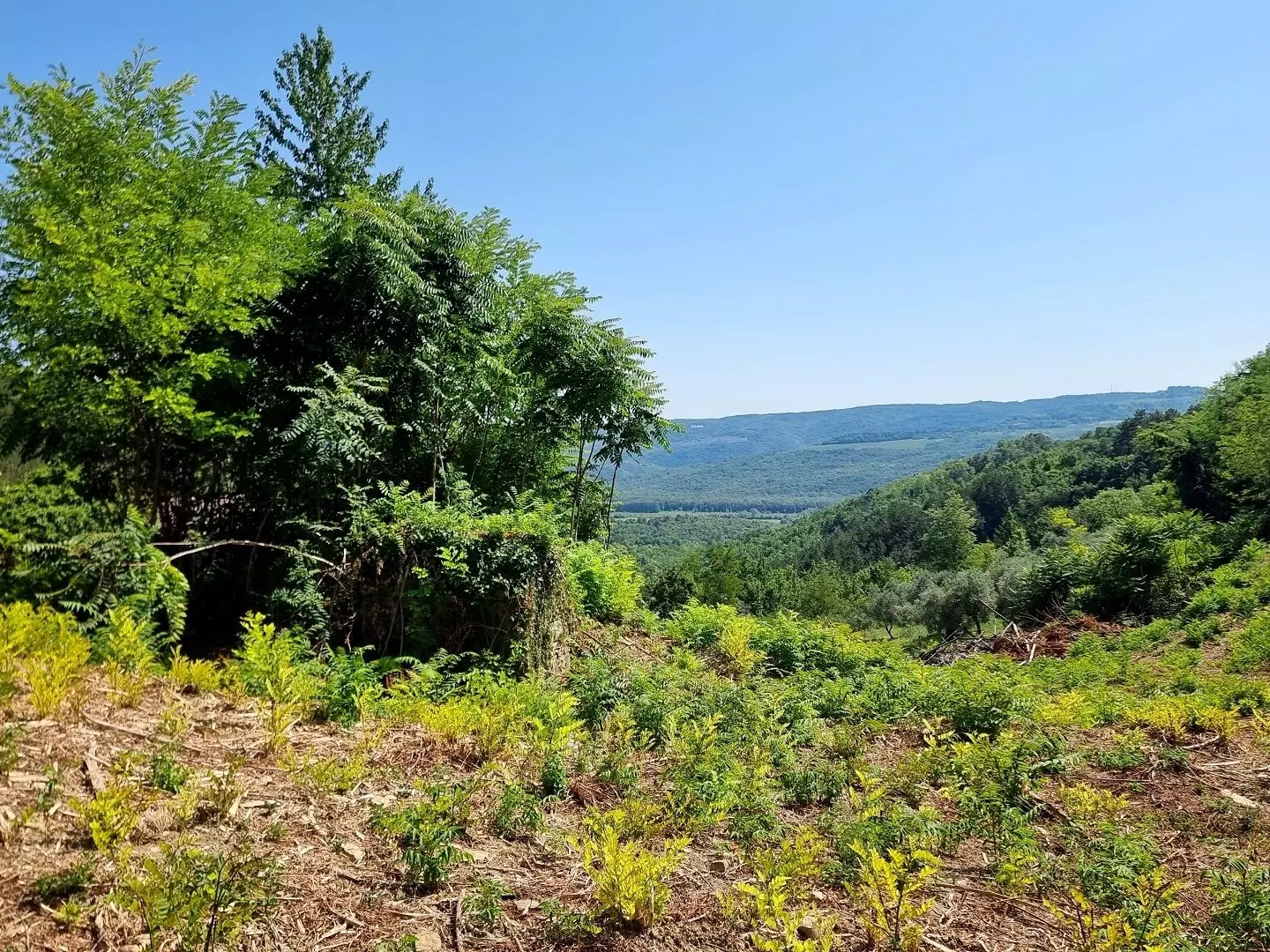 original_1774698383_croatia-istria-real-estate-for-sale-728-c81226 Land In Grožnjan, Croatia (7.658 M²)