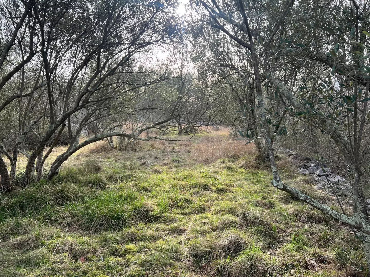 Land In Soline, Croatia (1.000 M²)