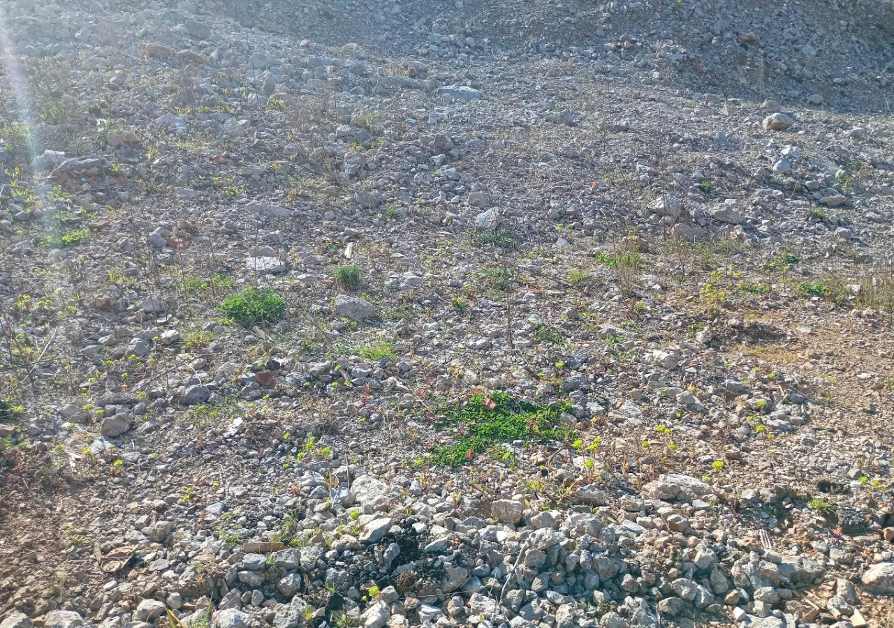 Land In Mihotići, Croatia (6.500 M²)