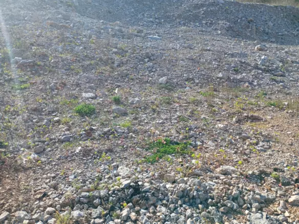 Land In Mihotići, Croatia (6.500 M²)