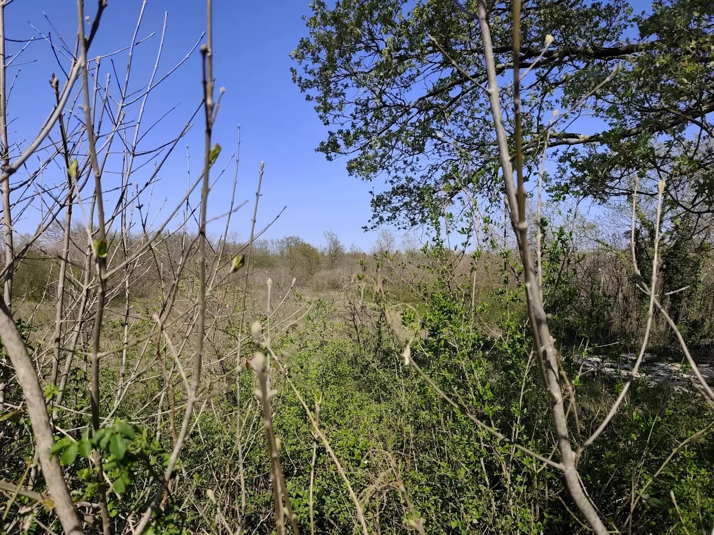 Land In Marčana, Croatia (681 M²)