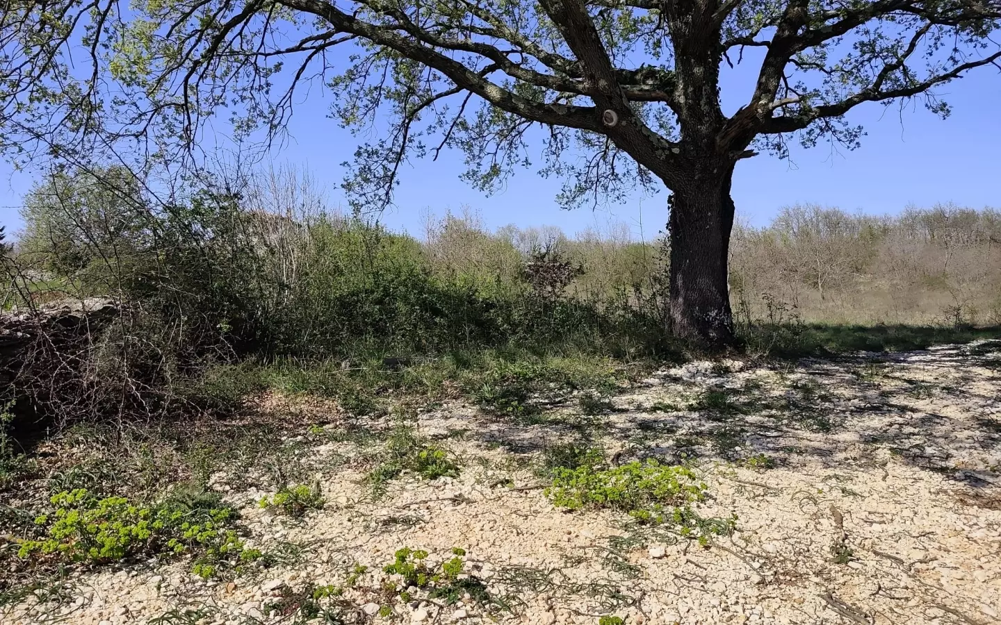 Land In Marčana, Croatia (4.381 M²)