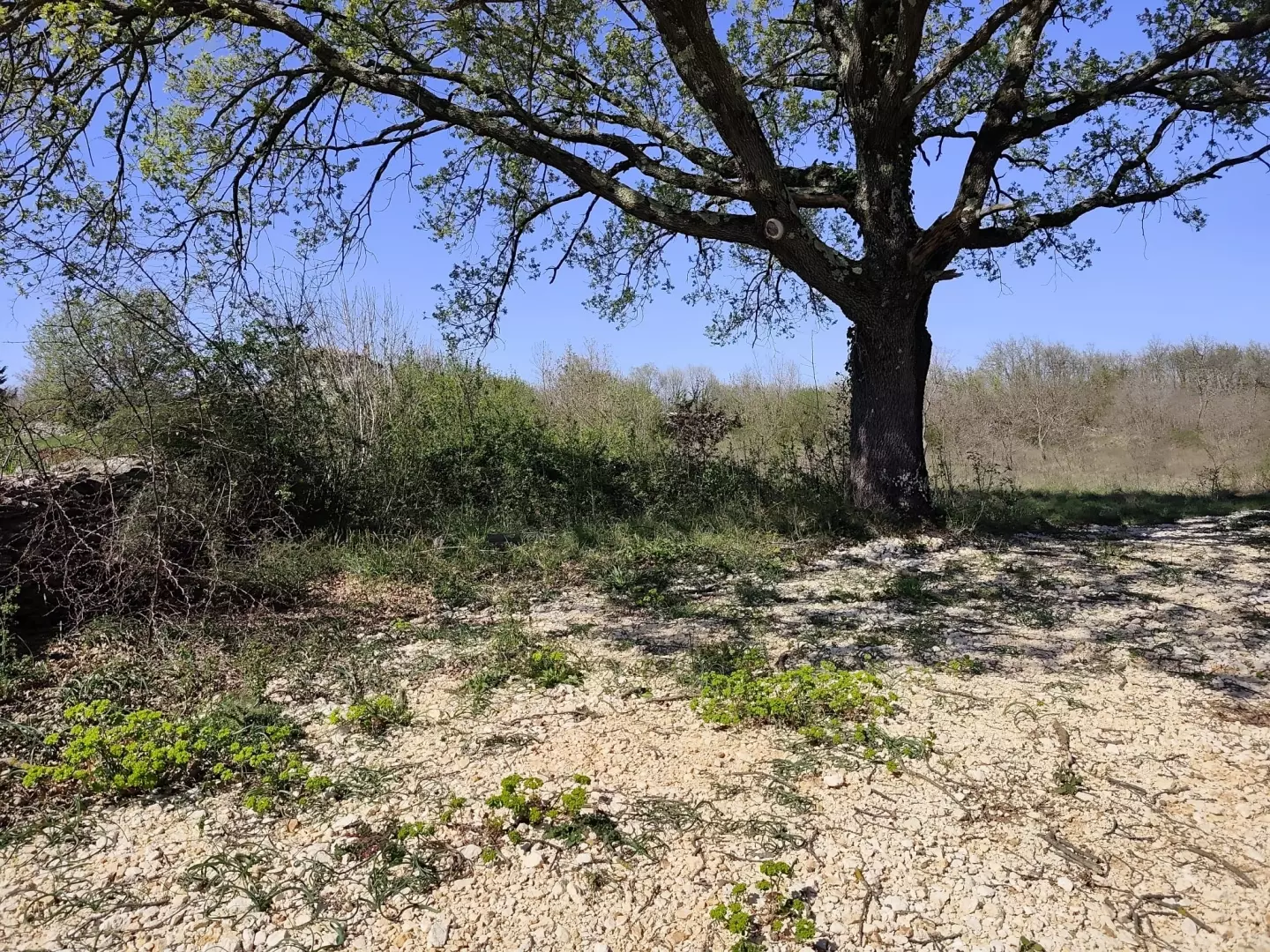 Land In Marčana, Croatia (4.381 M²)