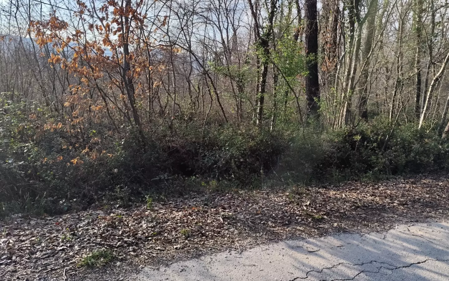 Land In Potpićan, Croatia (12.531 M²)