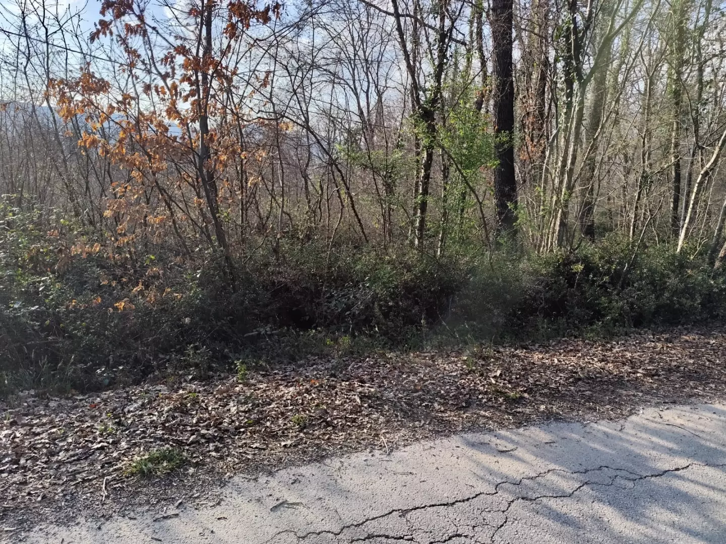 Land In Potpićan, Croatia (12.531 M²)