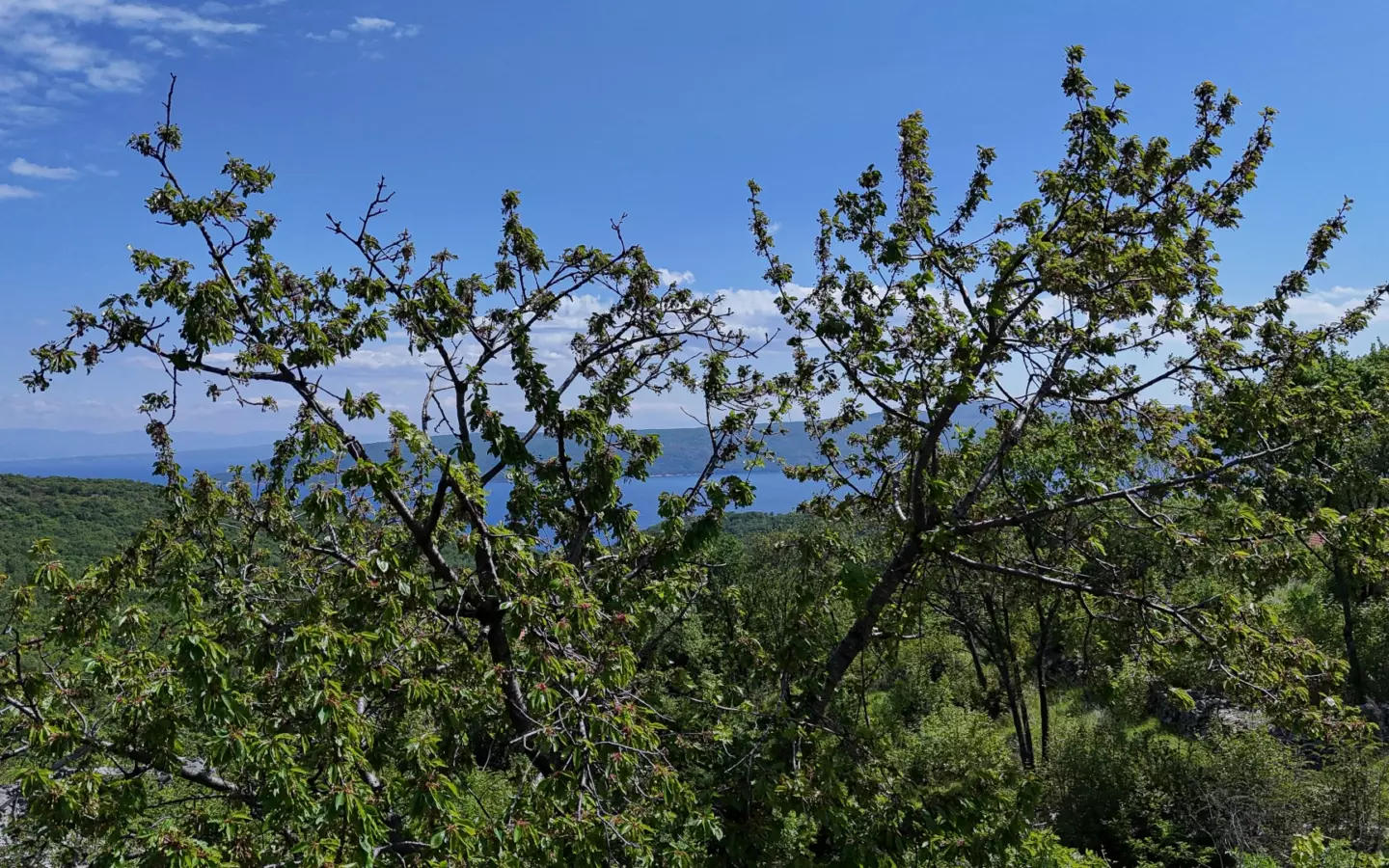 Land In Brseč, Croatia (1.173 M²)
