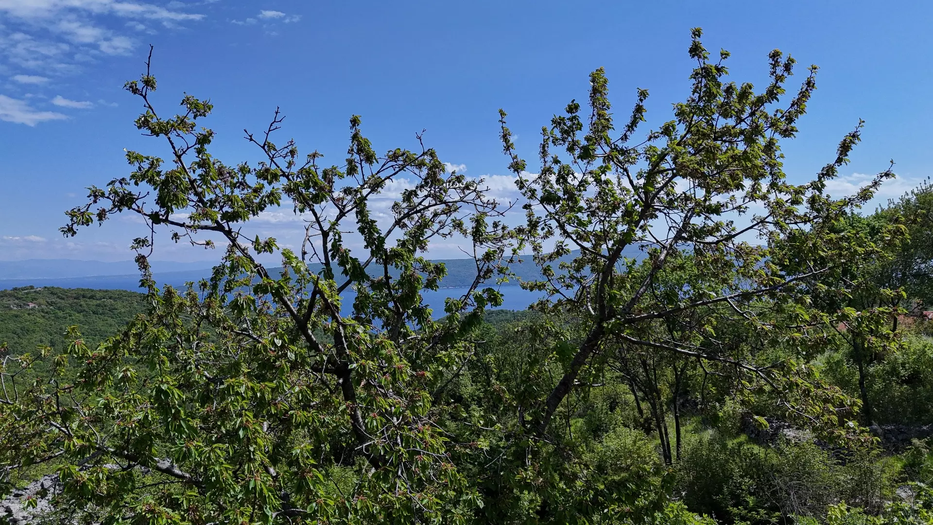 Land In Brseč, Croatia (1.173 M²)