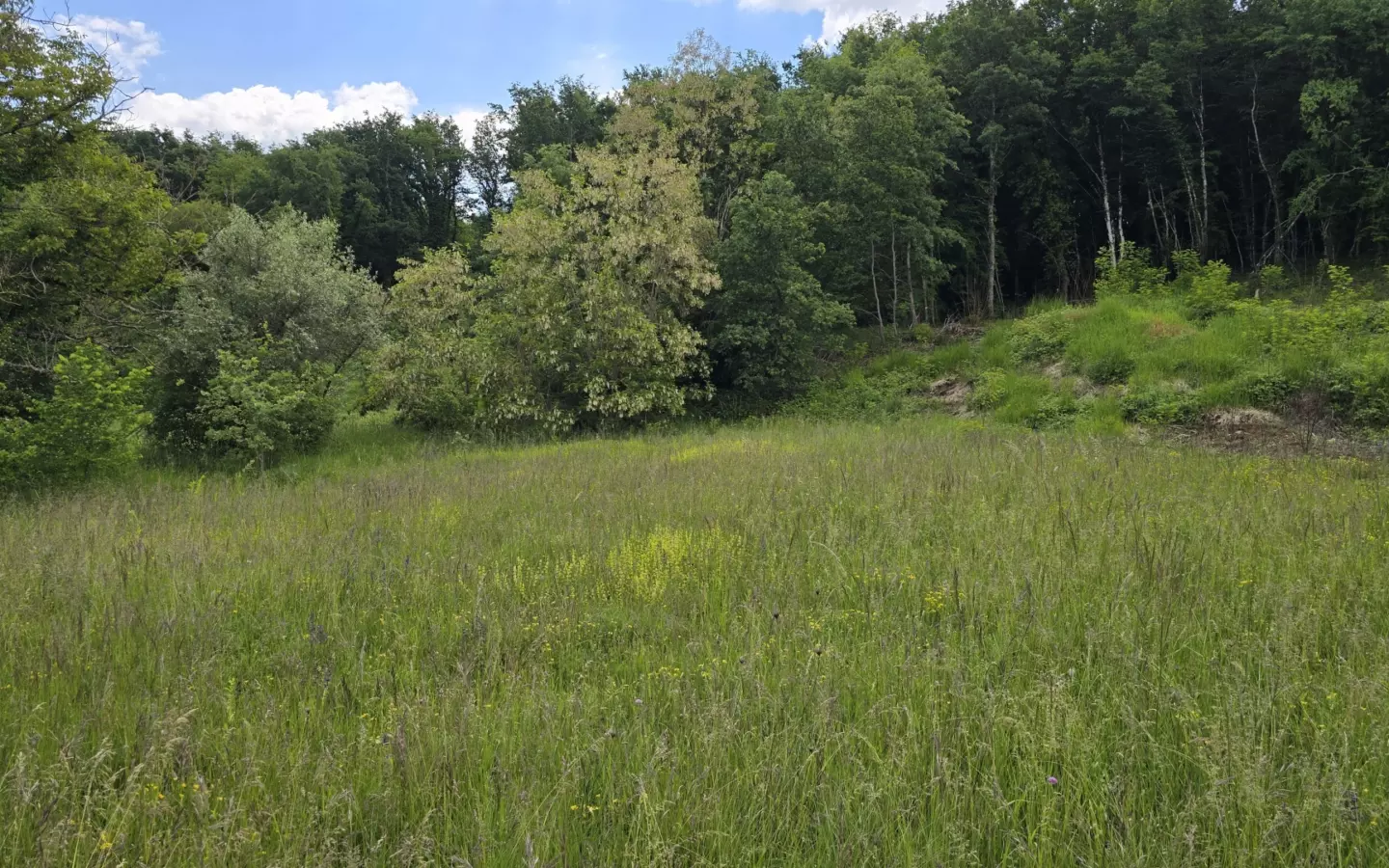Land In Pićan, Croatia (1.818 M²)