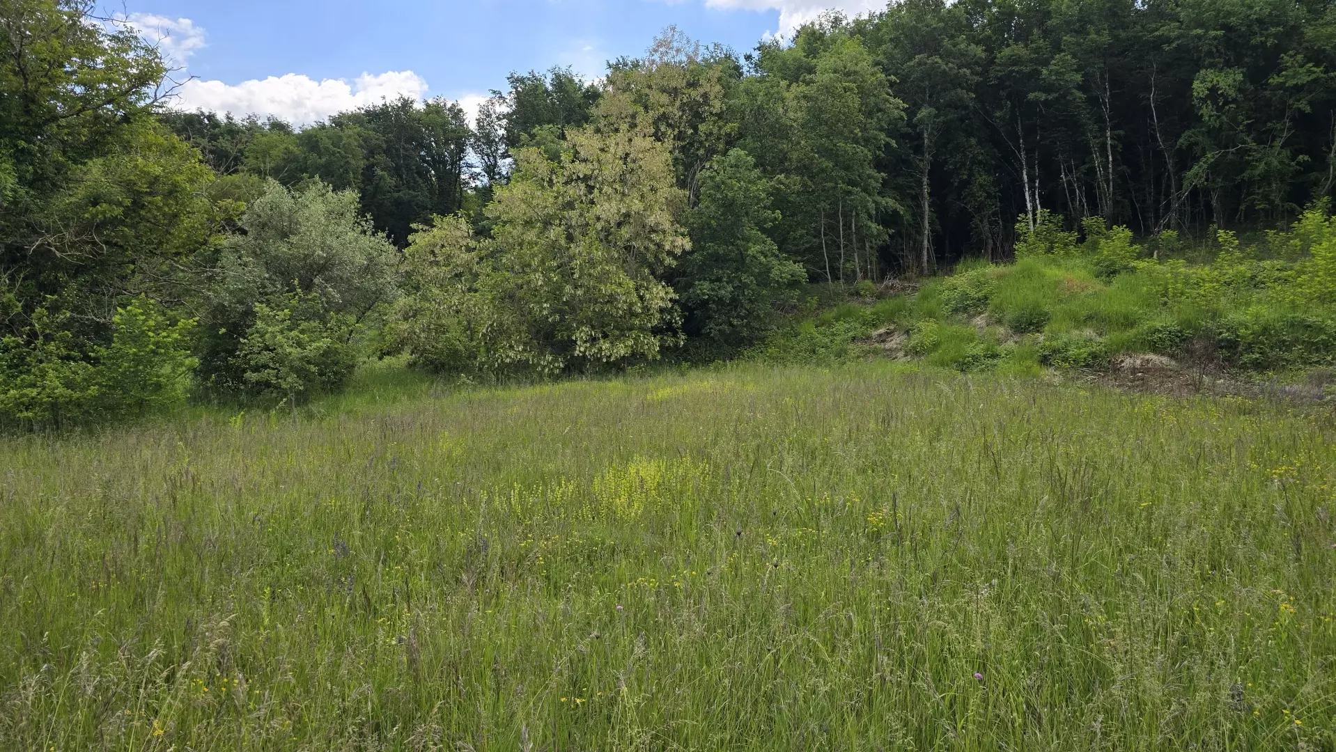 Land In Pićan, Croatia (1.818 M²)