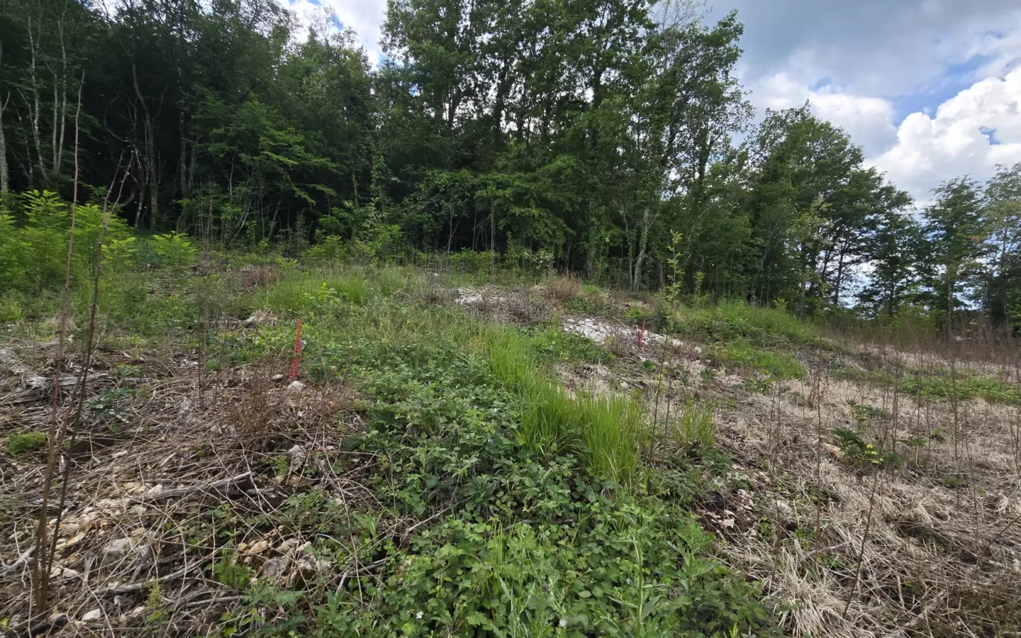 Land In Pićan, Croatia (2.665 M²)