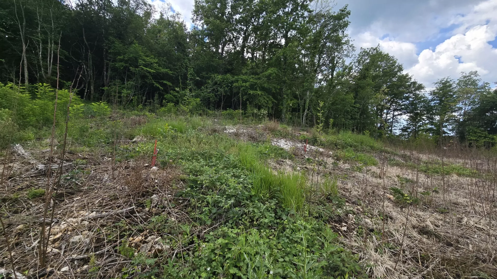 Land In Pićan, Croatia (2.665 M²)