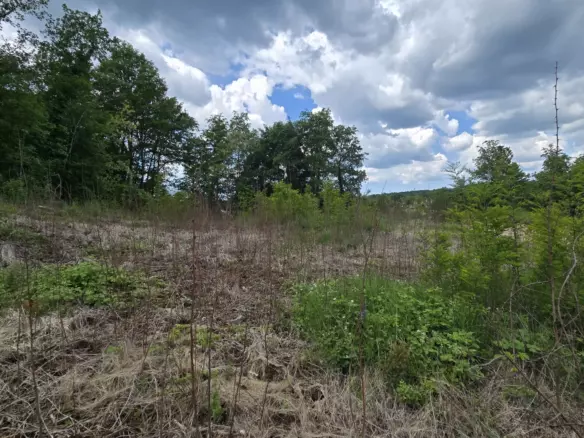 Land In Pićan, Croatia (2.665 M²)