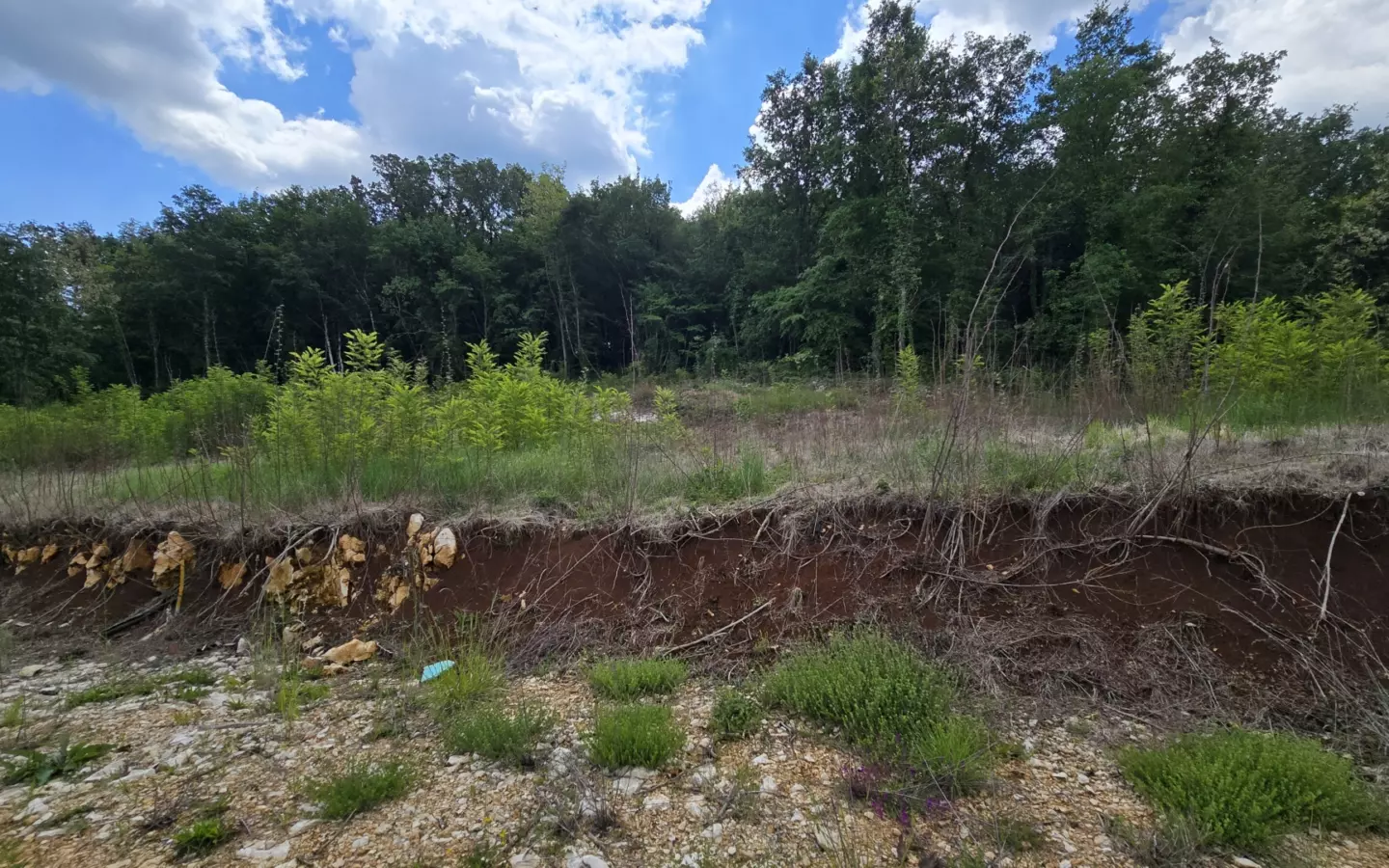 Land In Pićan, Croatia (2.665 M²)
