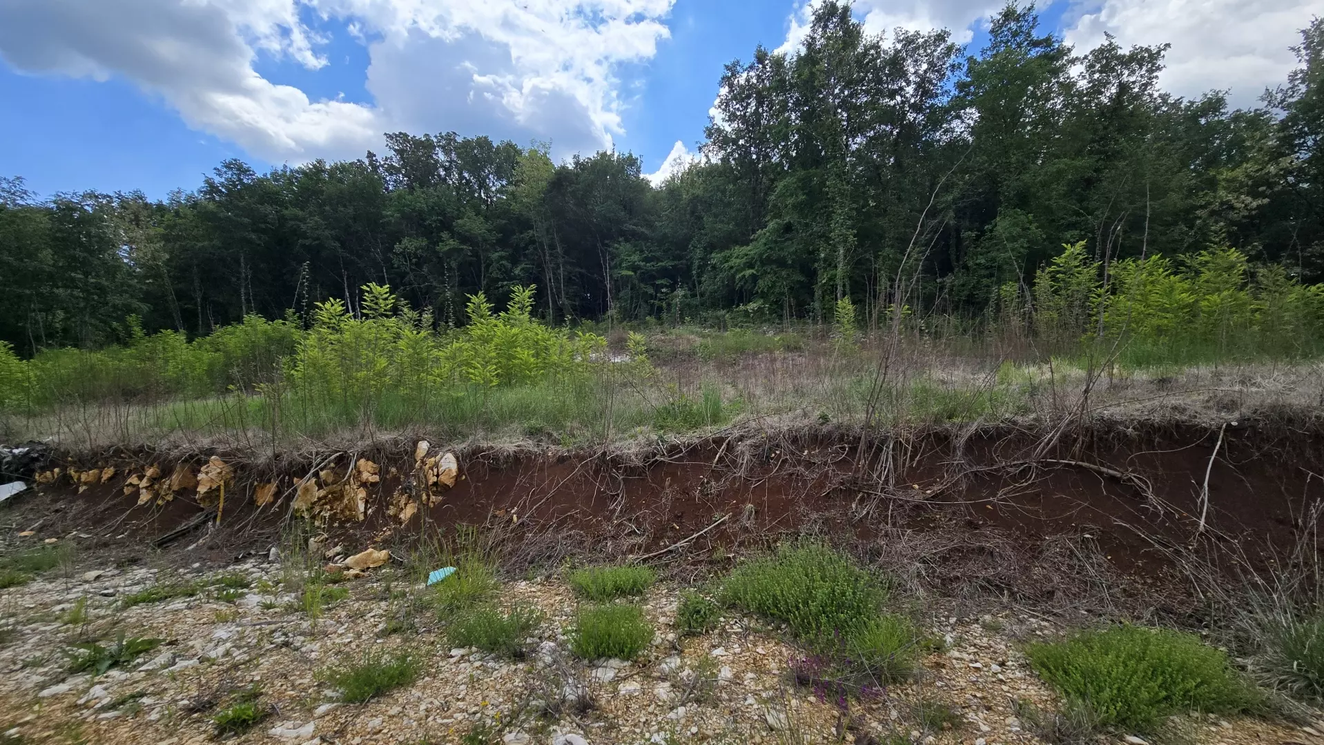 Land In Pićan, Croatia (2.665 M²)