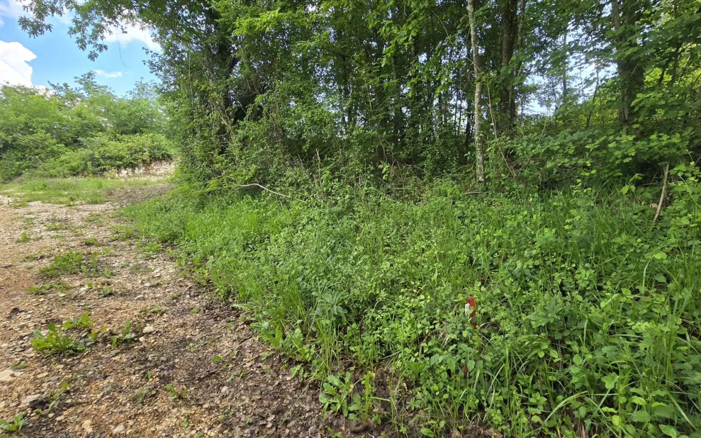 Land In Pićan, Croatia (2.665 M²)