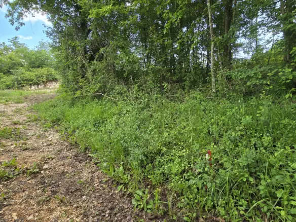 Land In Pićan, Croatia (2.665 M²)