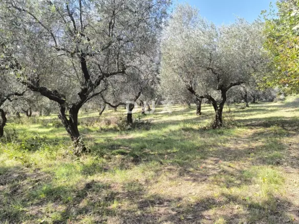 Land In Busoler, Croatia (5.793 M²)