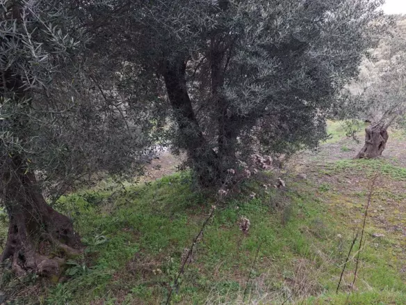Land In Corfu, Greece