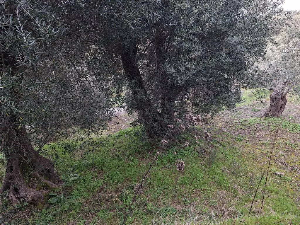 Land In Corfu, Greece
