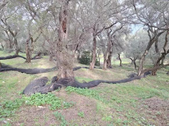 Land In Corfu, Greece