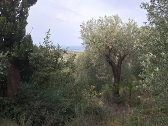 Land In Corfu, Greece (1.250 M²)