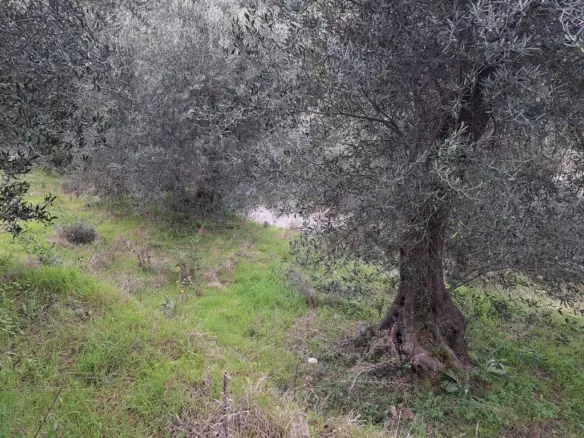 Land In Corfu, Greece