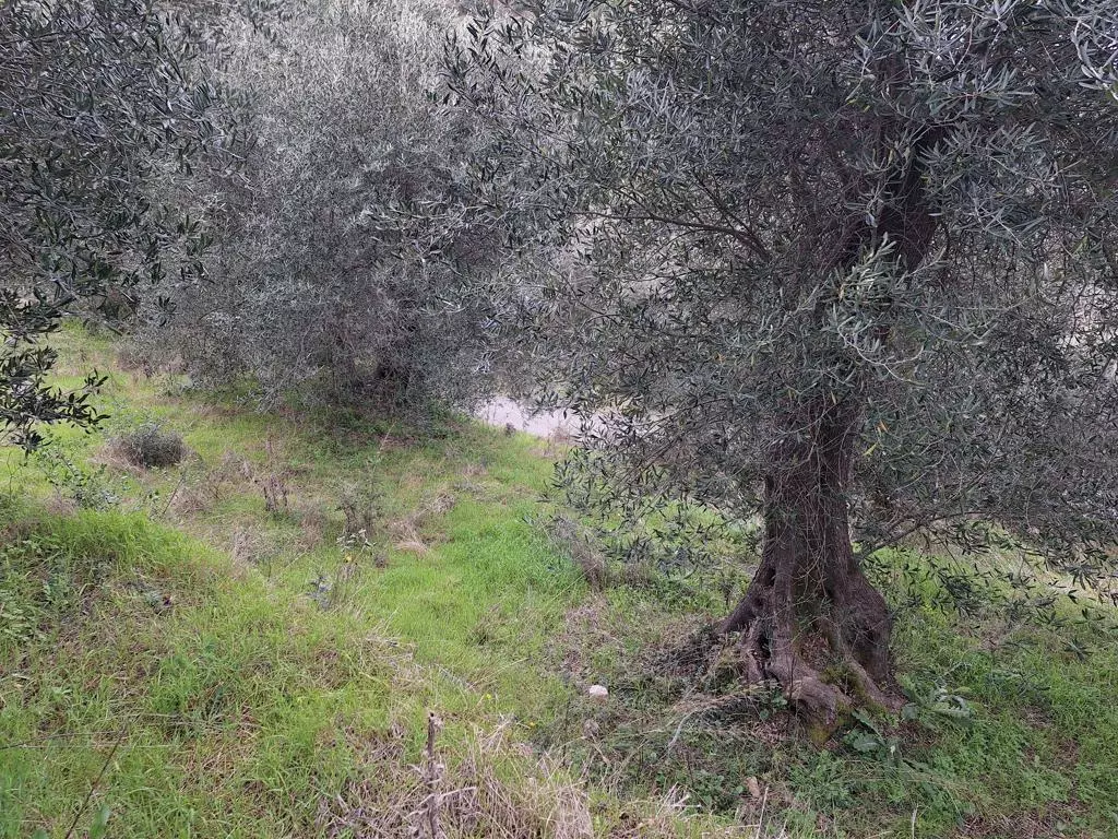Land In Corfu, Greece