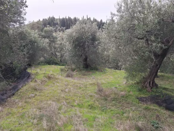 Land In Corfu, Greece (1.250 M²)