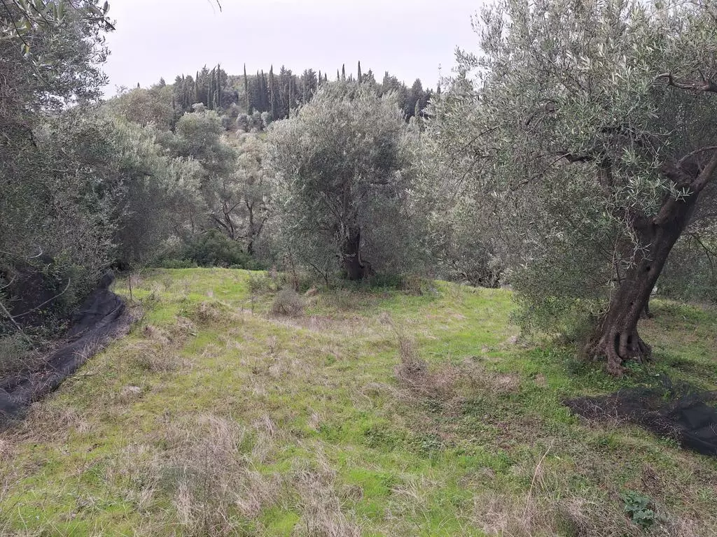 Land In Corfu, Greece (1.250 M²)
