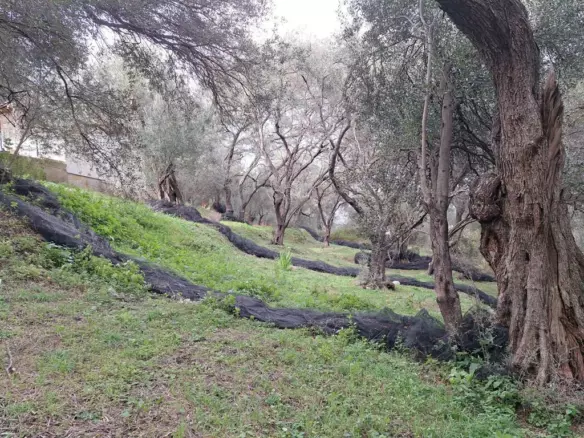 Land In Corfu, Greece