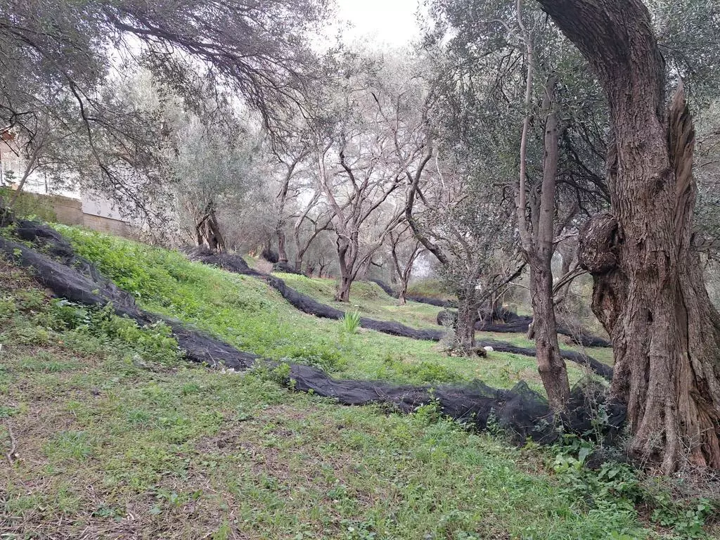 Land In Corfu, Greece