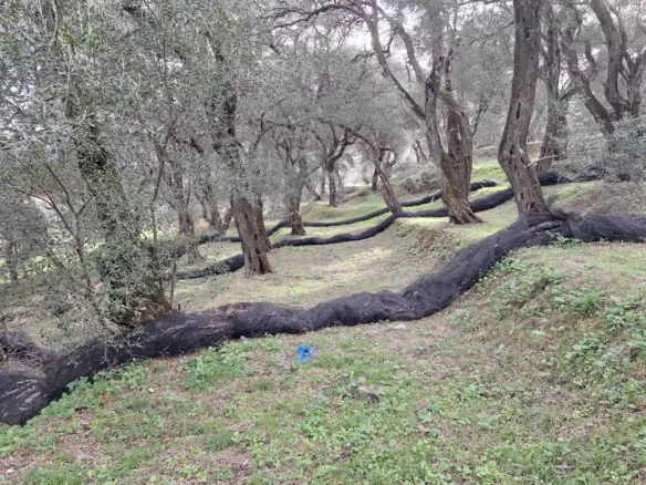 Land In Corfu, Greece