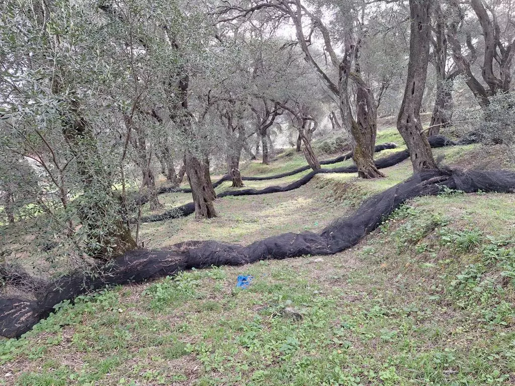 Land In Corfu, Greece