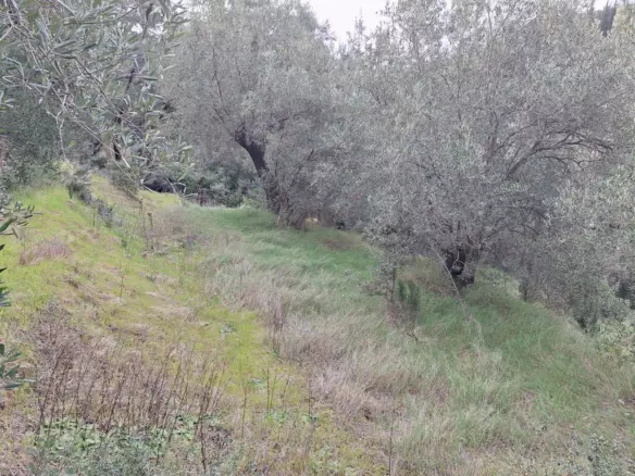 Land In Corfu, Greece (1.250 M²)